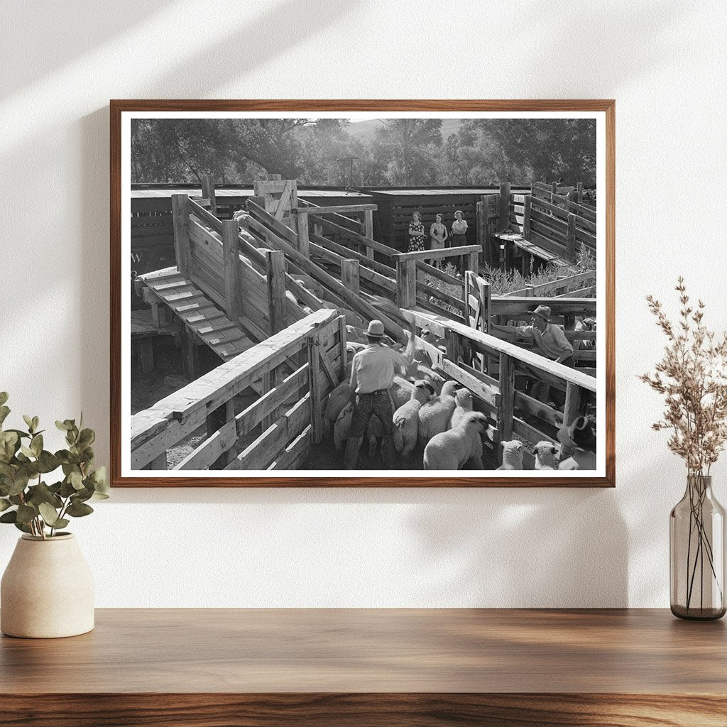 1940 Vintage Photo of Lambs Loaded on Railway in Colorado