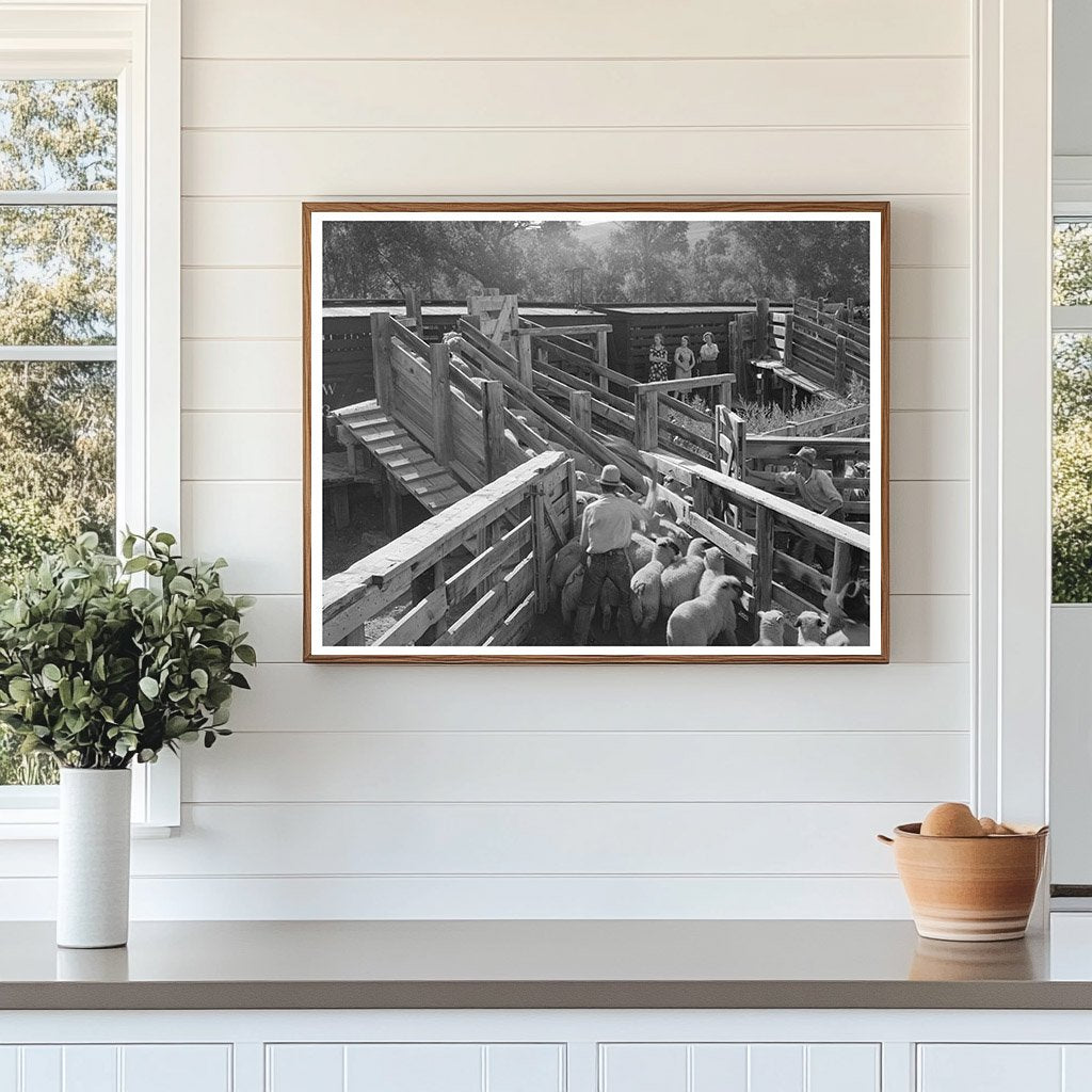 1940 Vintage Photo of Lambs Loaded on Railway in Colorado