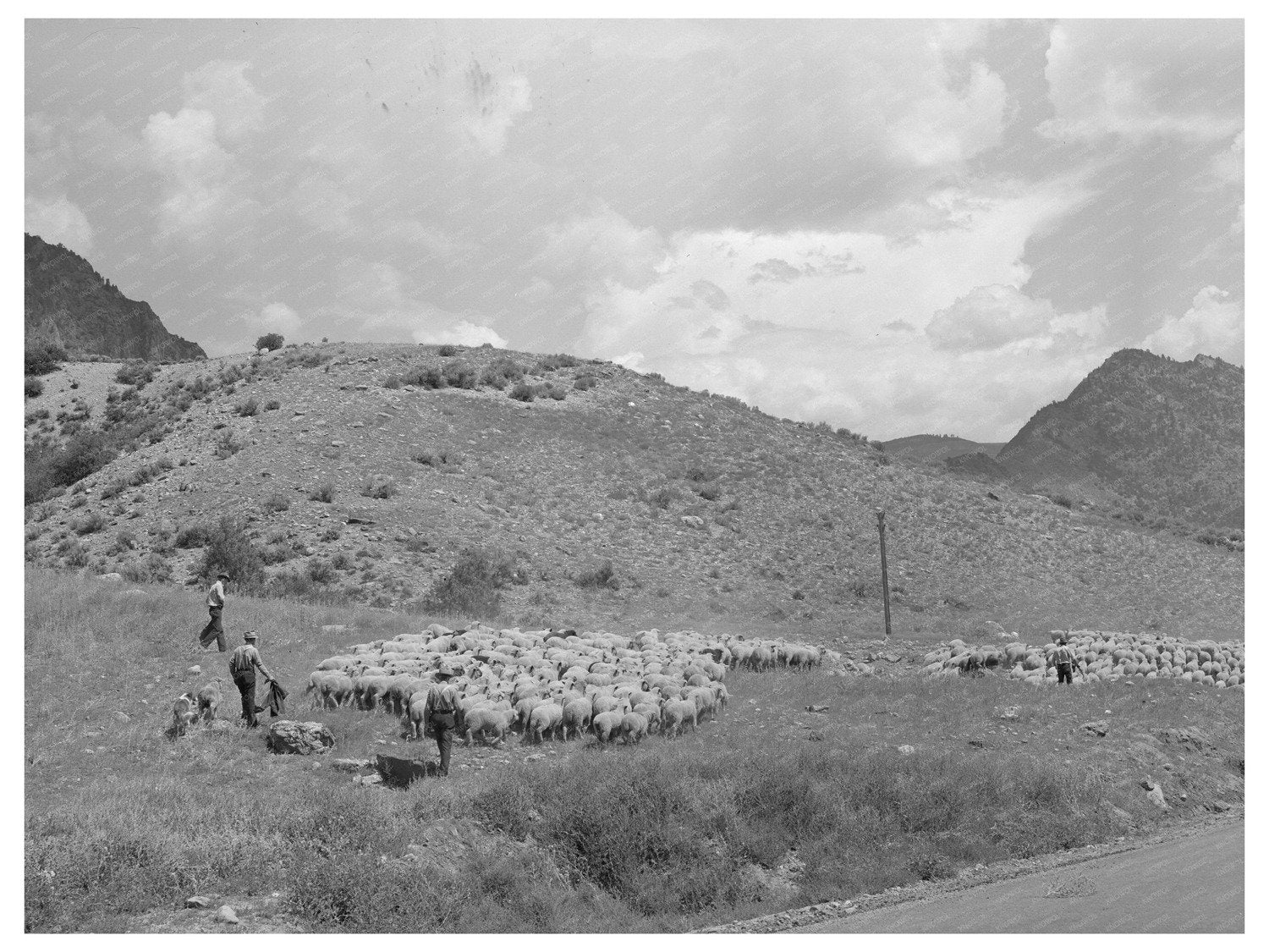 Transporting Fat Lambs to Cimarron Colorado September 1940
