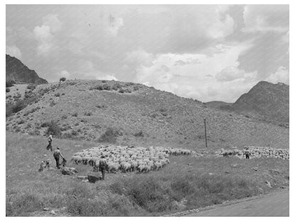 Transporting Fat Lambs to Cimarron Colorado September 1940