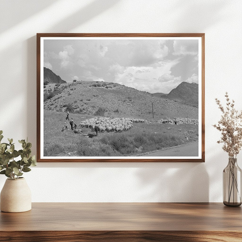 Transporting Fat Lambs to Cimarron Colorado September 1940