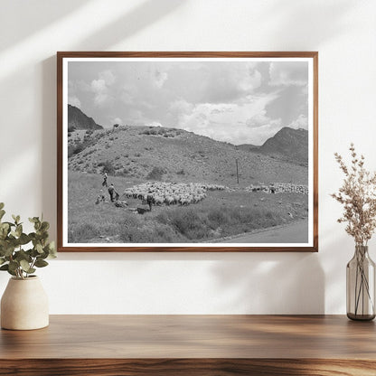 Transporting Fat Lambs to Cimarron Colorado September 1940