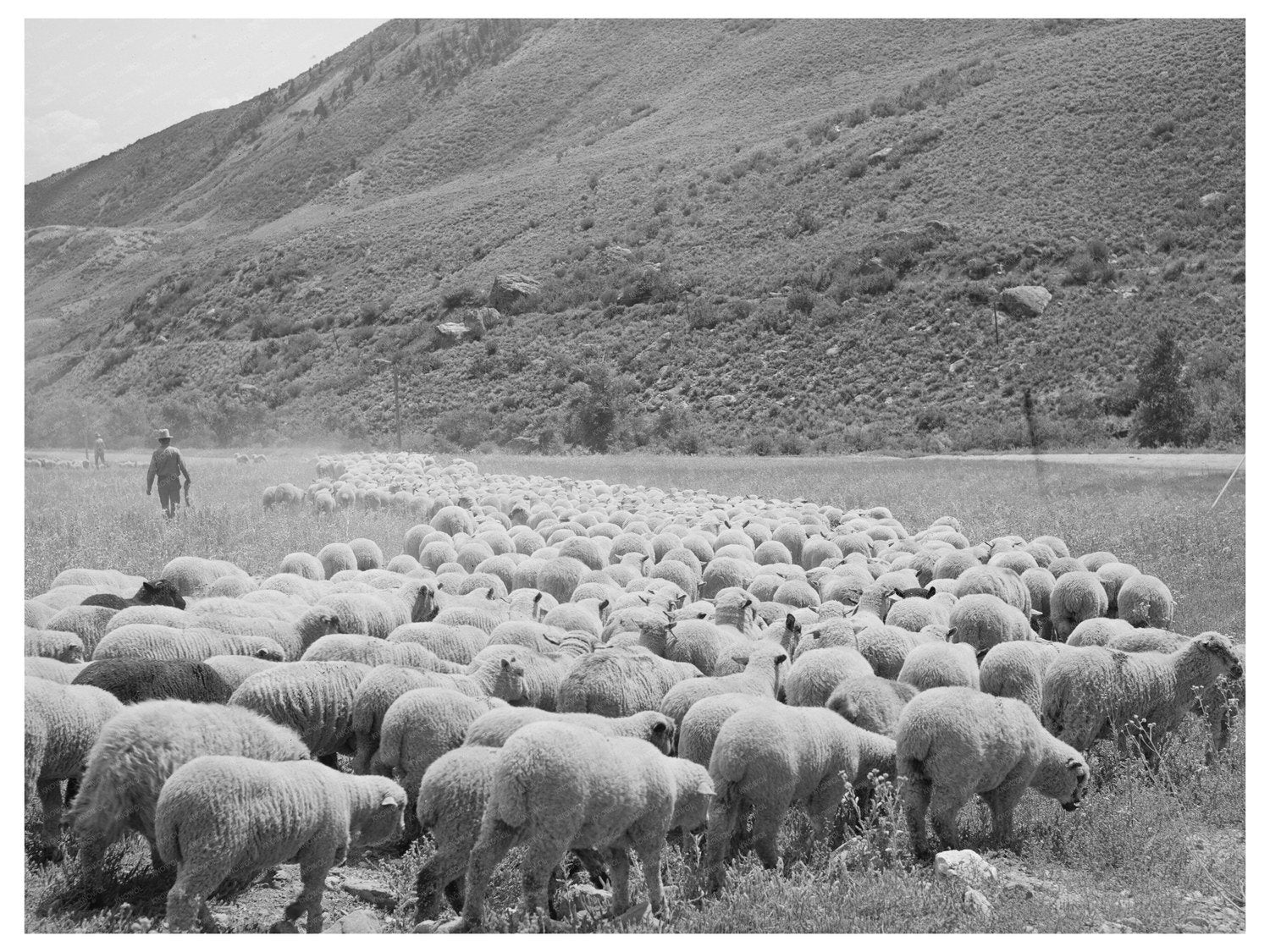 Driving Fat Lambs to Cimarron Colorado 1940