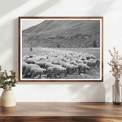 Driving Fat Lambs to Cimarron Colorado 1940