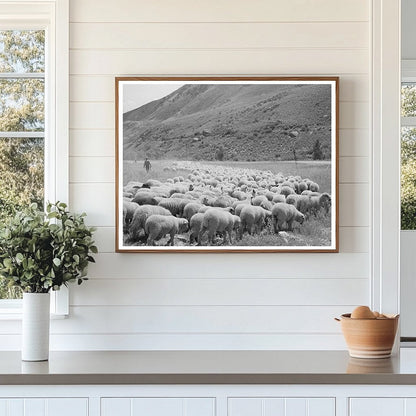 Driving Fat Lambs to Cimarron Colorado 1940