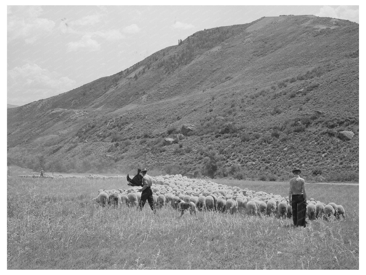 1940 Vintage Photo of Lamb Transport to Cimarron Colorado