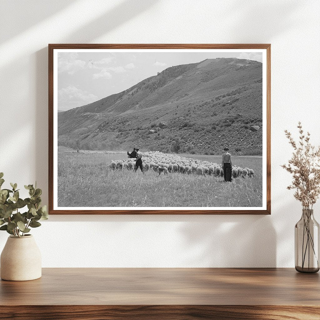 1940 Vintage Photo of Lamb Transport to Cimarron Colorado