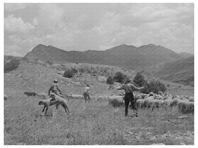 1940 Vintage Image of Lamb Transportation to Cimarron