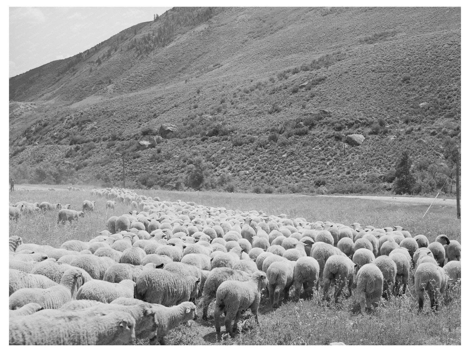 September 1940 Transportation of Lambs in Cimarron Colorado