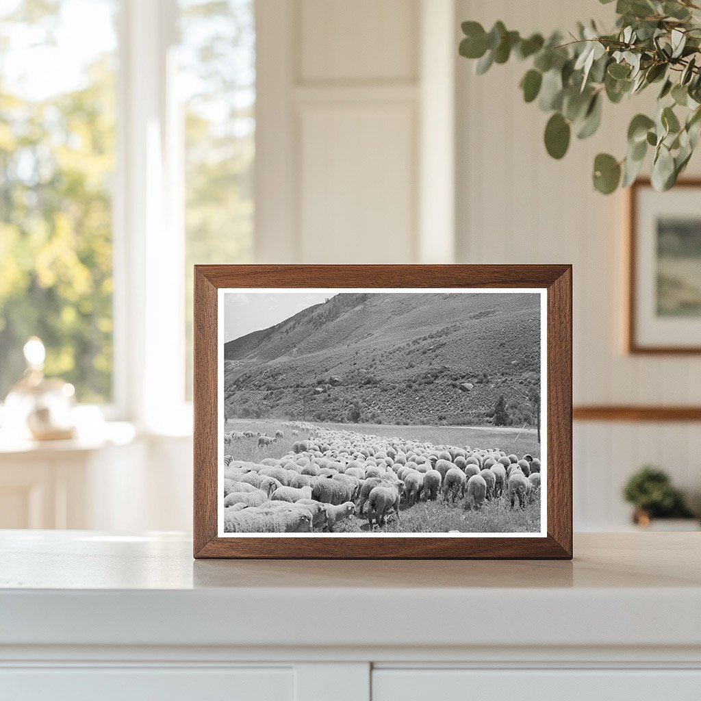 September 1940 Transportation of Lambs in Cimarron Colorado