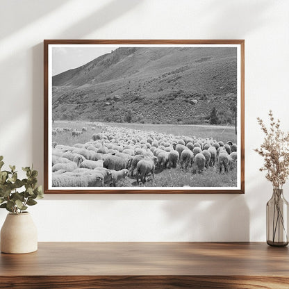 September 1940 Transportation of Lambs in Cimarron Colorado