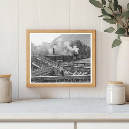 Loading Fat Lambs for Shipment to Denver September 1940