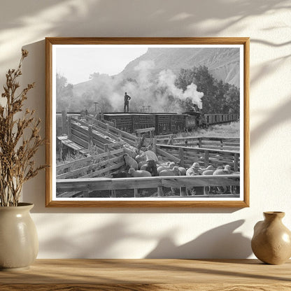 Loading Fat Lambs for Shipment to Denver September 1940