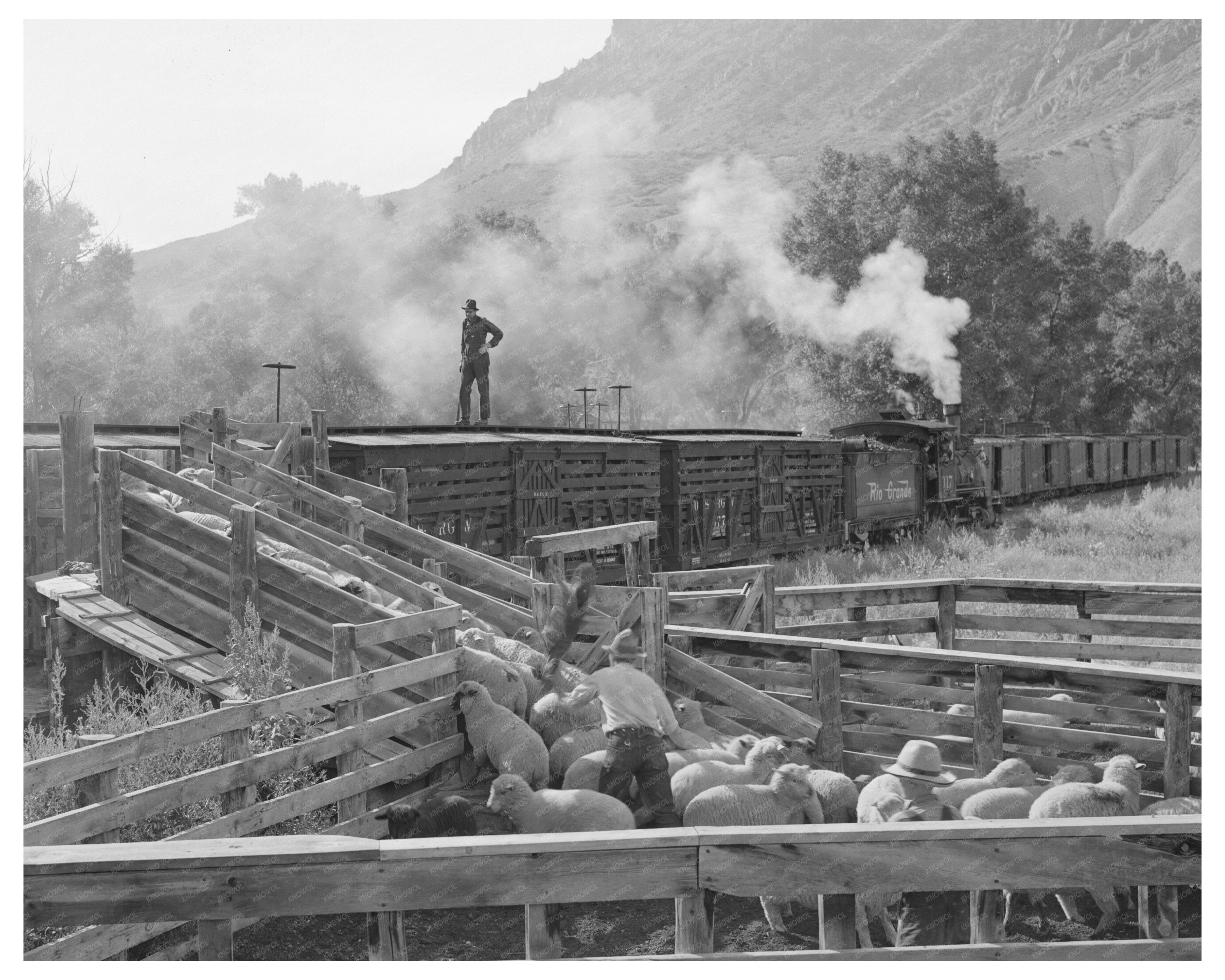 1940 Vintage Image of Loading Lambs onto Railway in Colorado