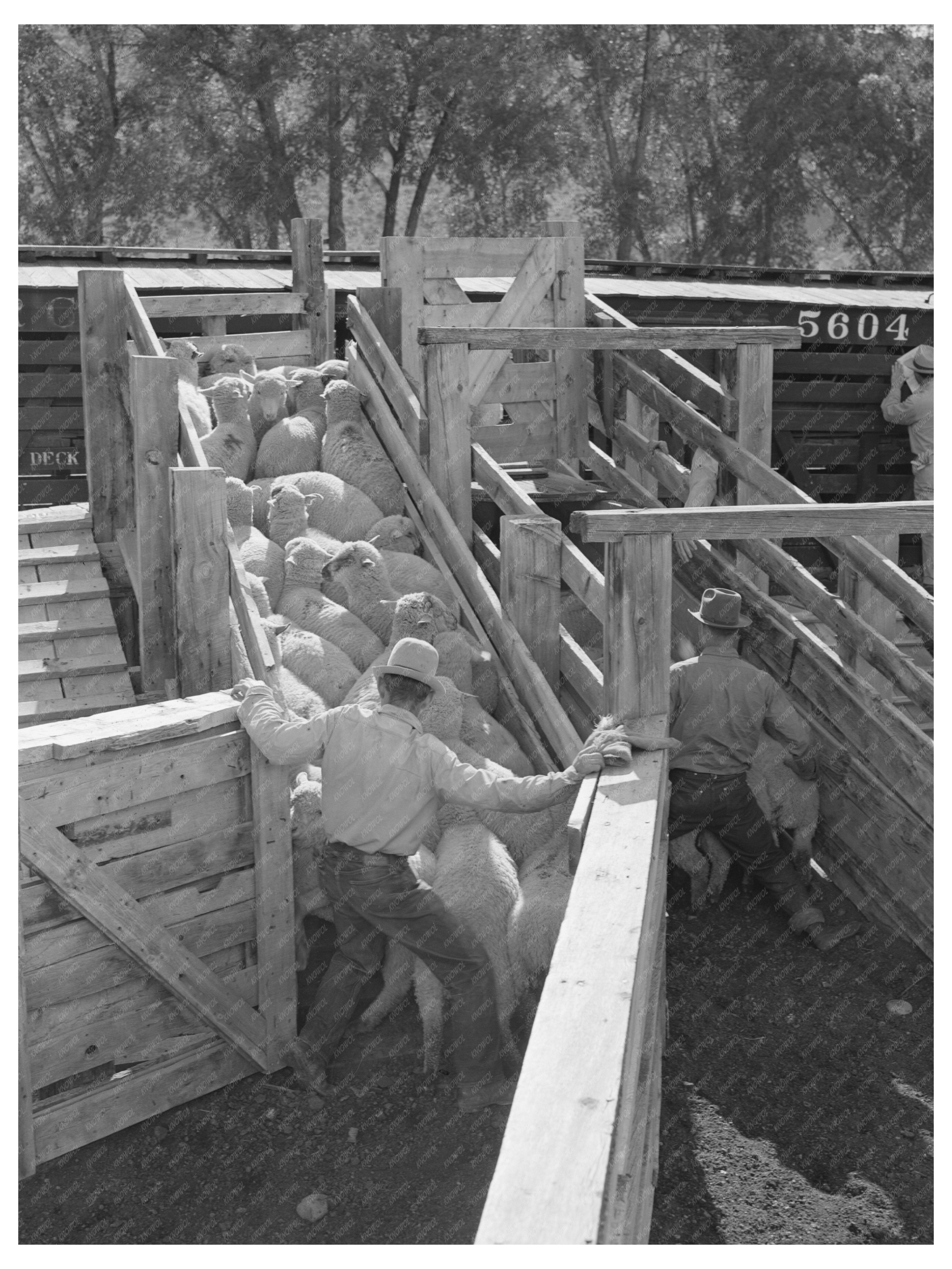 Fat Lambs Loaded on Railway Cars Cimarron Colorado 1940