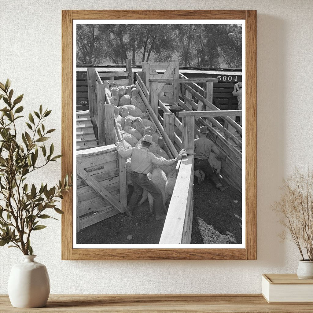 Fat Lambs Loaded on Railway Cars Cimarron Colorado 1940