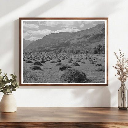 Hay Cultivation in Uncompahgre River Valley Colorado 1940