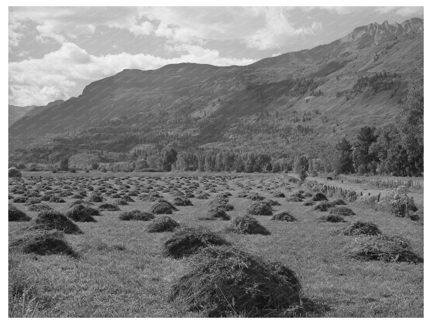 Ouray County Colorado Hay Cultivation September 1940