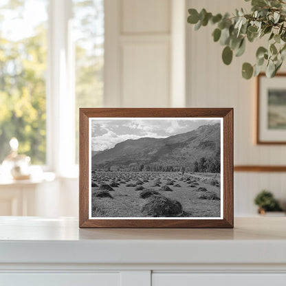 Ouray County Colorado Hay Cultivation September 1940