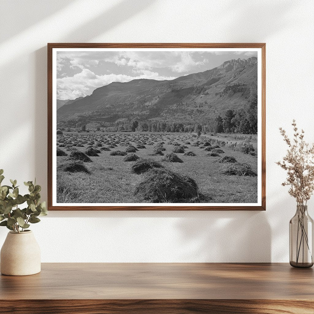 Ouray County Colorado Hay Cultivation September 1940