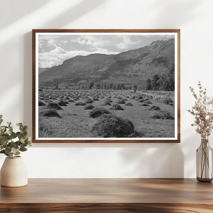Ouray County Colorado Hay Cultivation September 1940