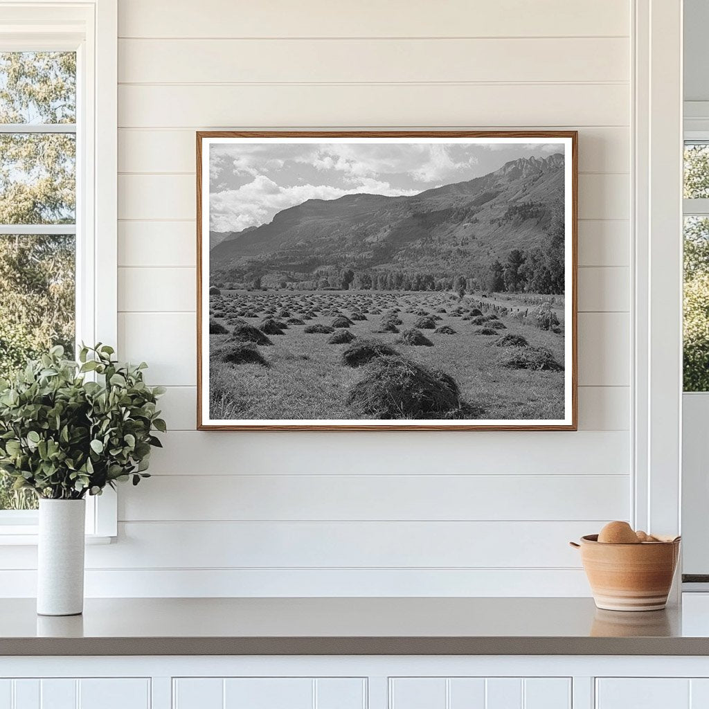 Ouray County Colorado Hay Cultivation September 1940