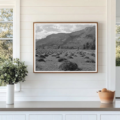 Ouray County Colorado Hay Cultivation September 1940