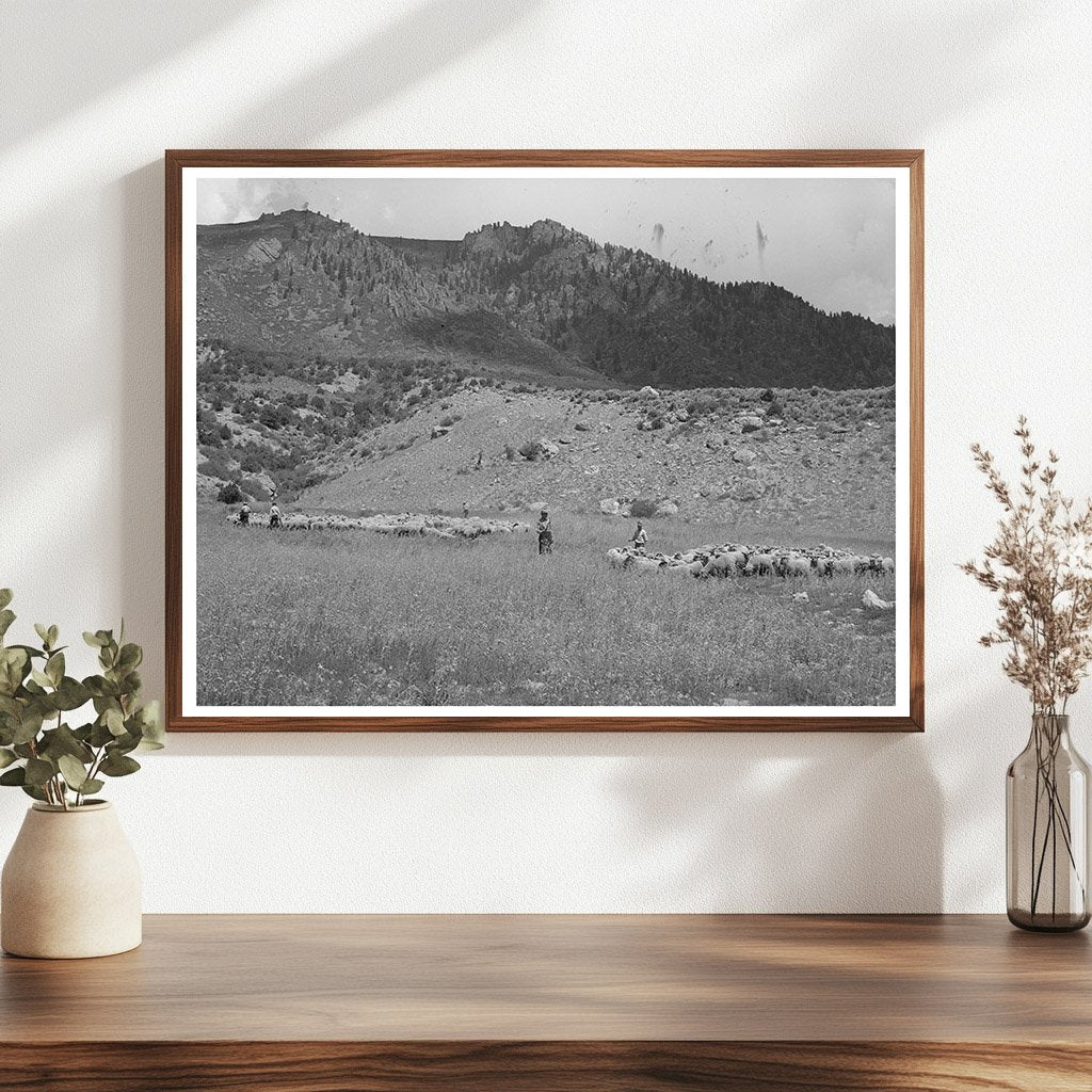 Transportation of Fat Lambs to Cimarron Colorado 1940