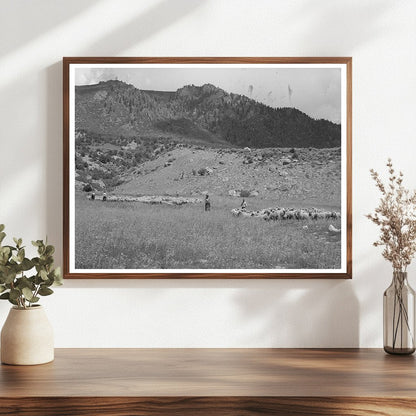 Transportation of Fat Lambs to Cimarron Colorado 1940