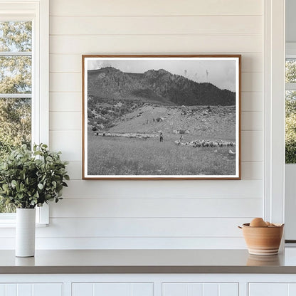 Transportation of Fat Lambs to Cimarron Colorado 1940