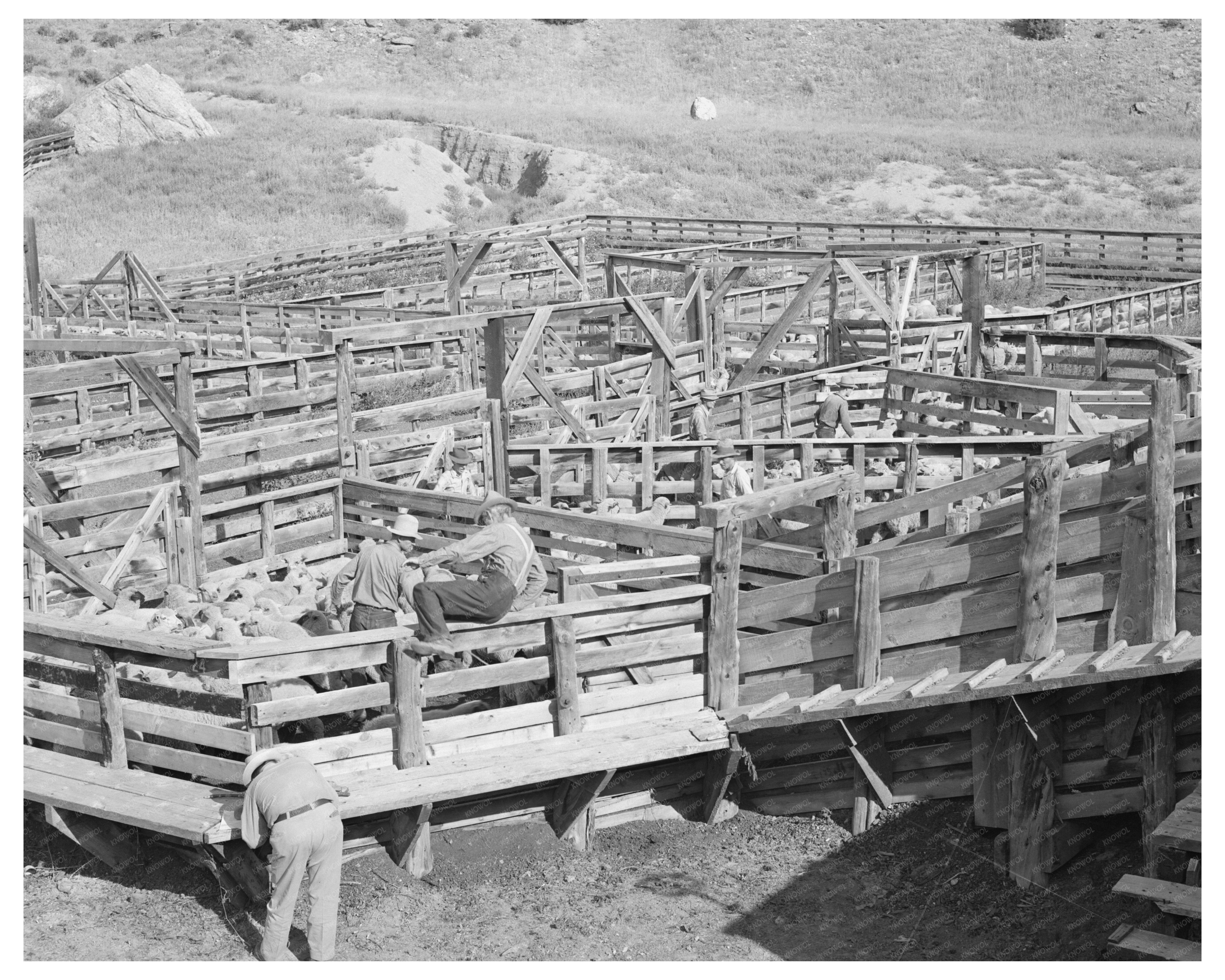 1940 Vintage Photo of Fat Lambs for Shipping in Colorado