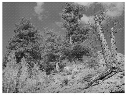 Telluride Colorado Timberline Landscape September 1940