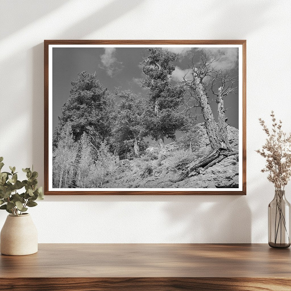 Telluride Colorado Timberline Landscape September 1940