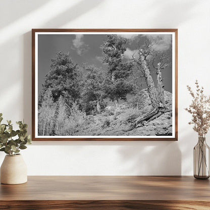 Telluride Colorado Timberline Landscape September 1940