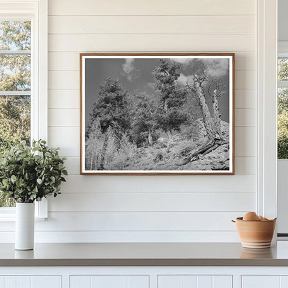 Telluride Colorado Timberline Landscape September 1940
