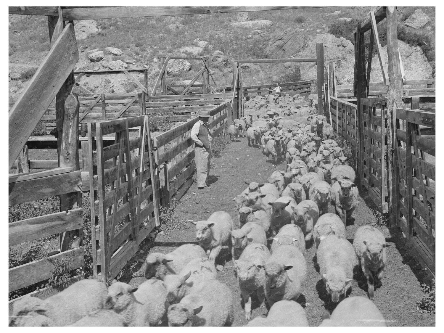 Cimarron Colorado Fat Lambs in Corrals September 1940