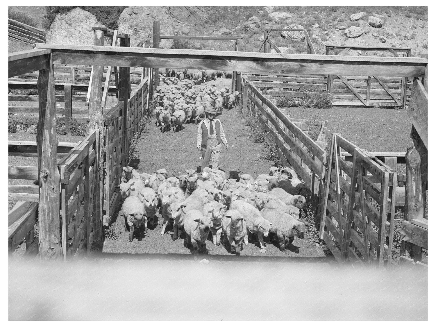 Lambs Driven to Corrals in Cimarron Colorado 1940