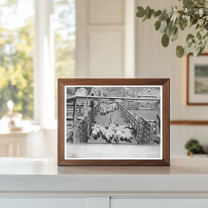 Lambs Driven to Corrals in Cimarron Colorado 1940