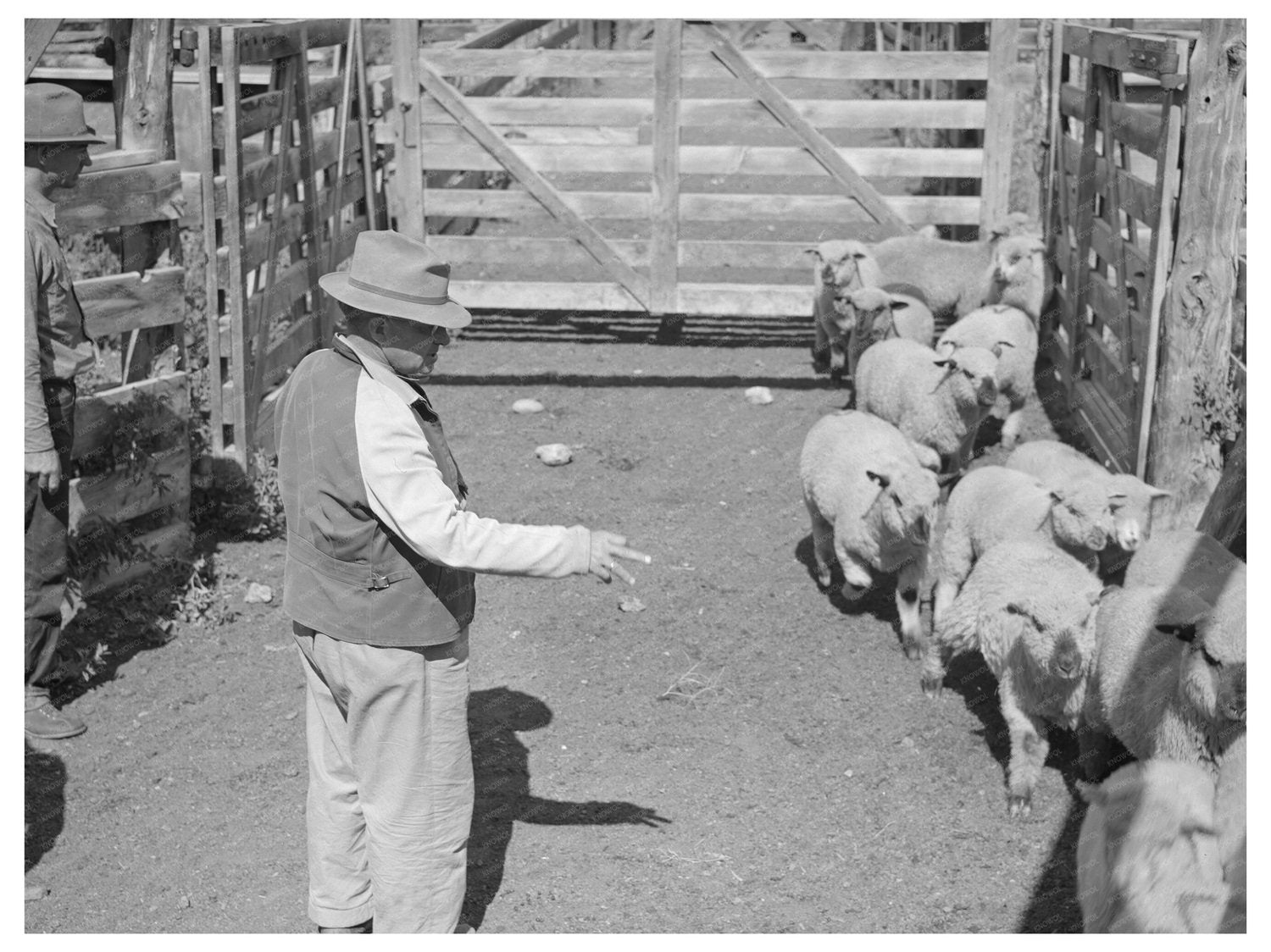 Cimarron Colorado Workers Counting Fat Lambs 1940