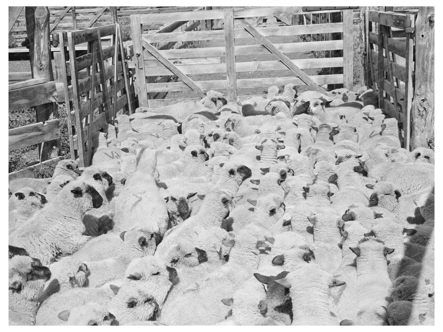 1940 Vintage Image of Lambs in Cimarron Colorado Corral