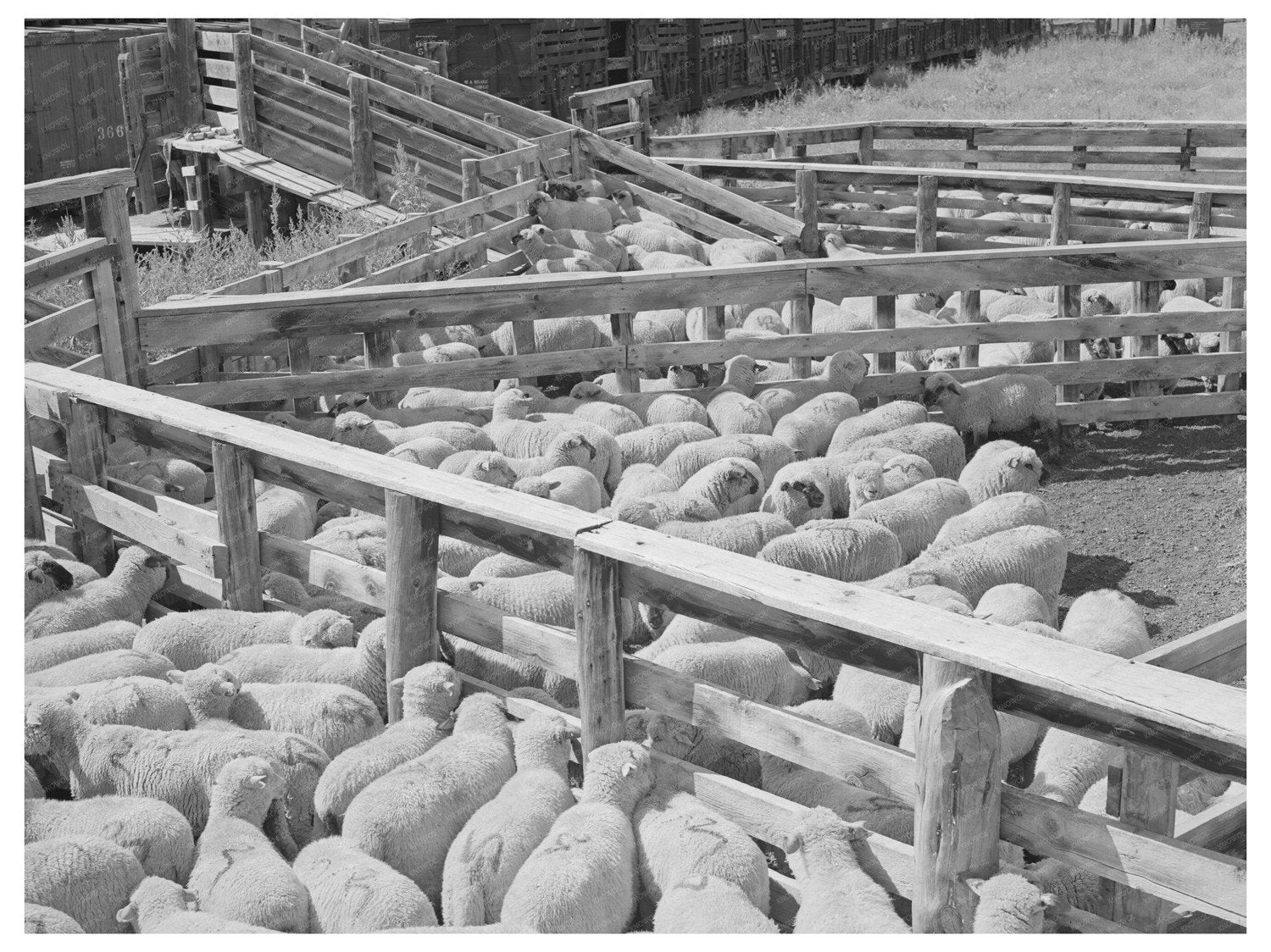 Fat Lambs in Shipping Pens Cimarron Colorado September 1940