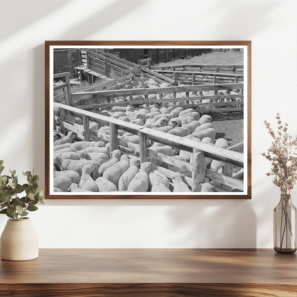 Fat Lambs in Shipping Pens Cimarron Colorado September 1940