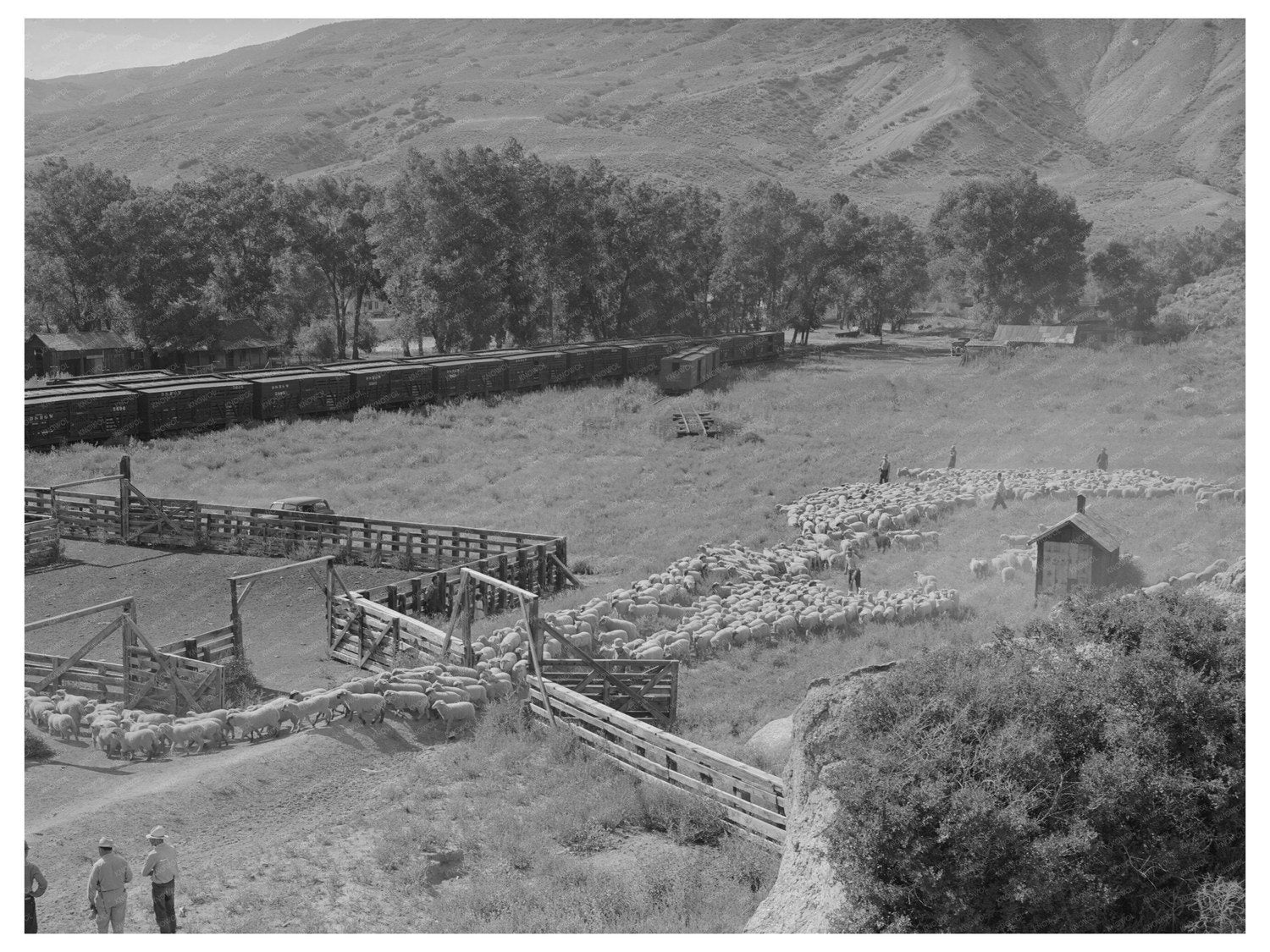 Vintage Photo of Lamb Transportation in Cimarron 1940