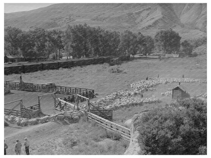 Vintage Photo of Lamb Transportation in Cimarron 1940