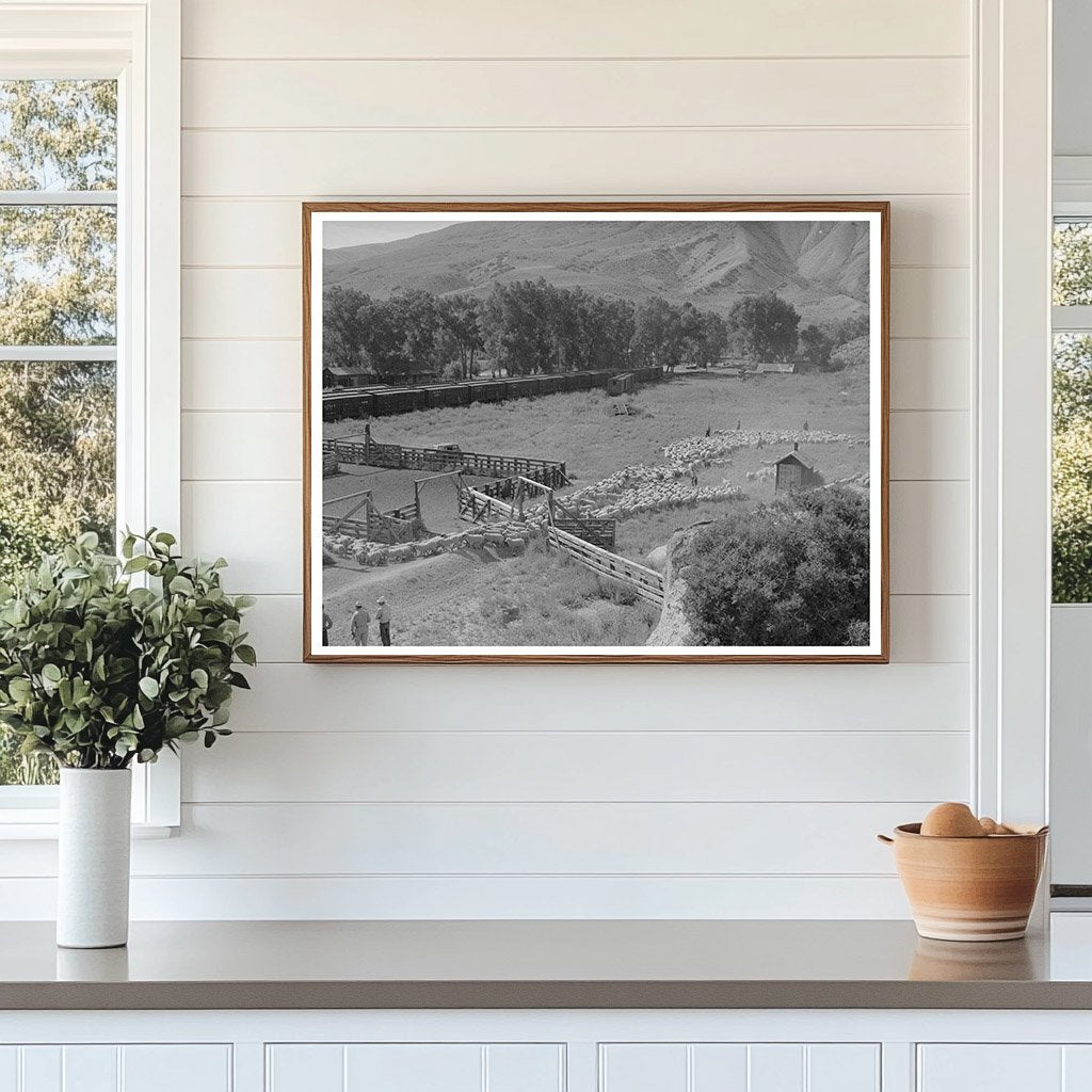 Vintage Photo of Lamb Transportation in Cimarron 1940