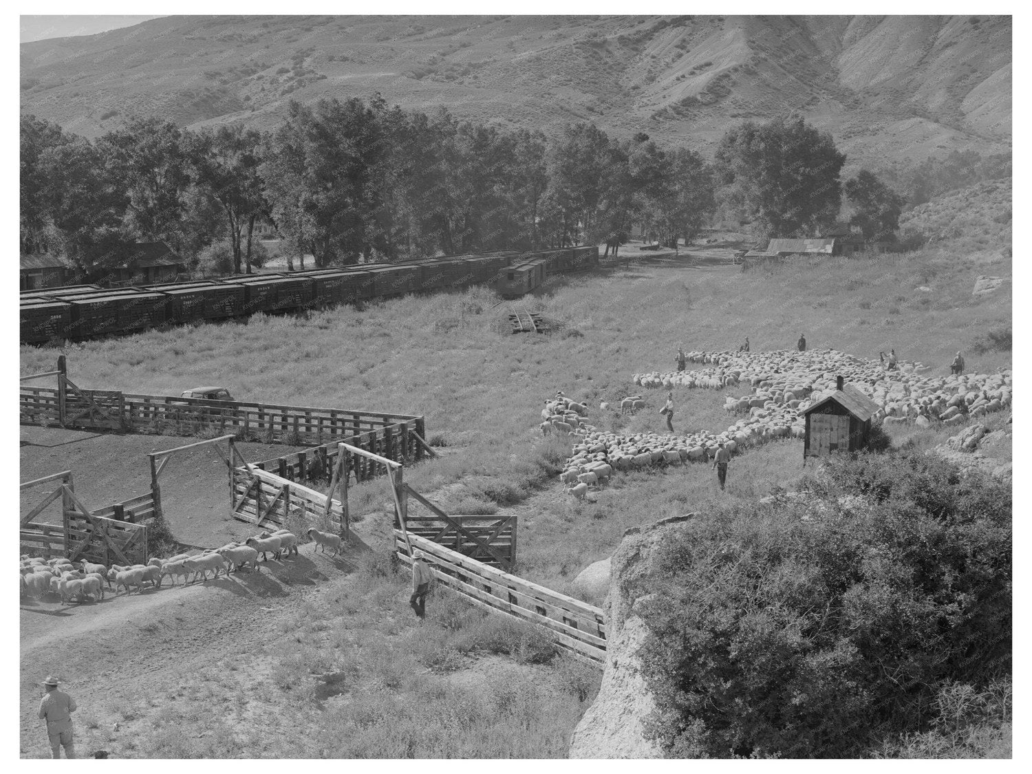 Driving Fat Lambs to Shipping Corrals Colorado 1940