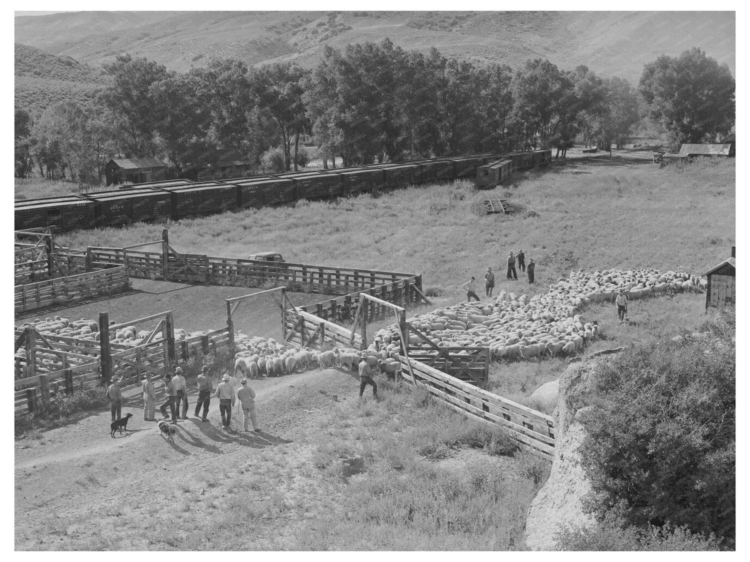 Cimarron Colorado transporting fat lambs September 1940