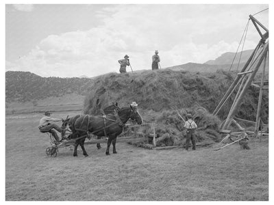 1940 Ouray County Colorado Worker Hay Stacking Scene
