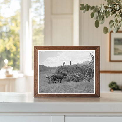 1940 Ouray County Colorado Worker Hay Stacking Scene