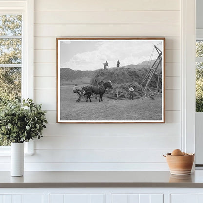 1940 Ouray County Colorado Worker Hay Stacking Scene